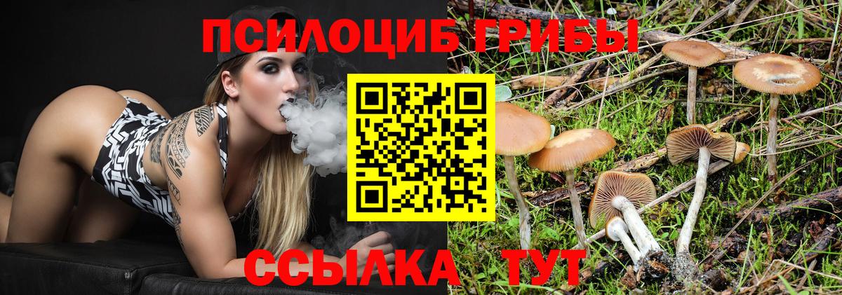 Галлюциногенные грибы Psilocybine cubensis Борзя